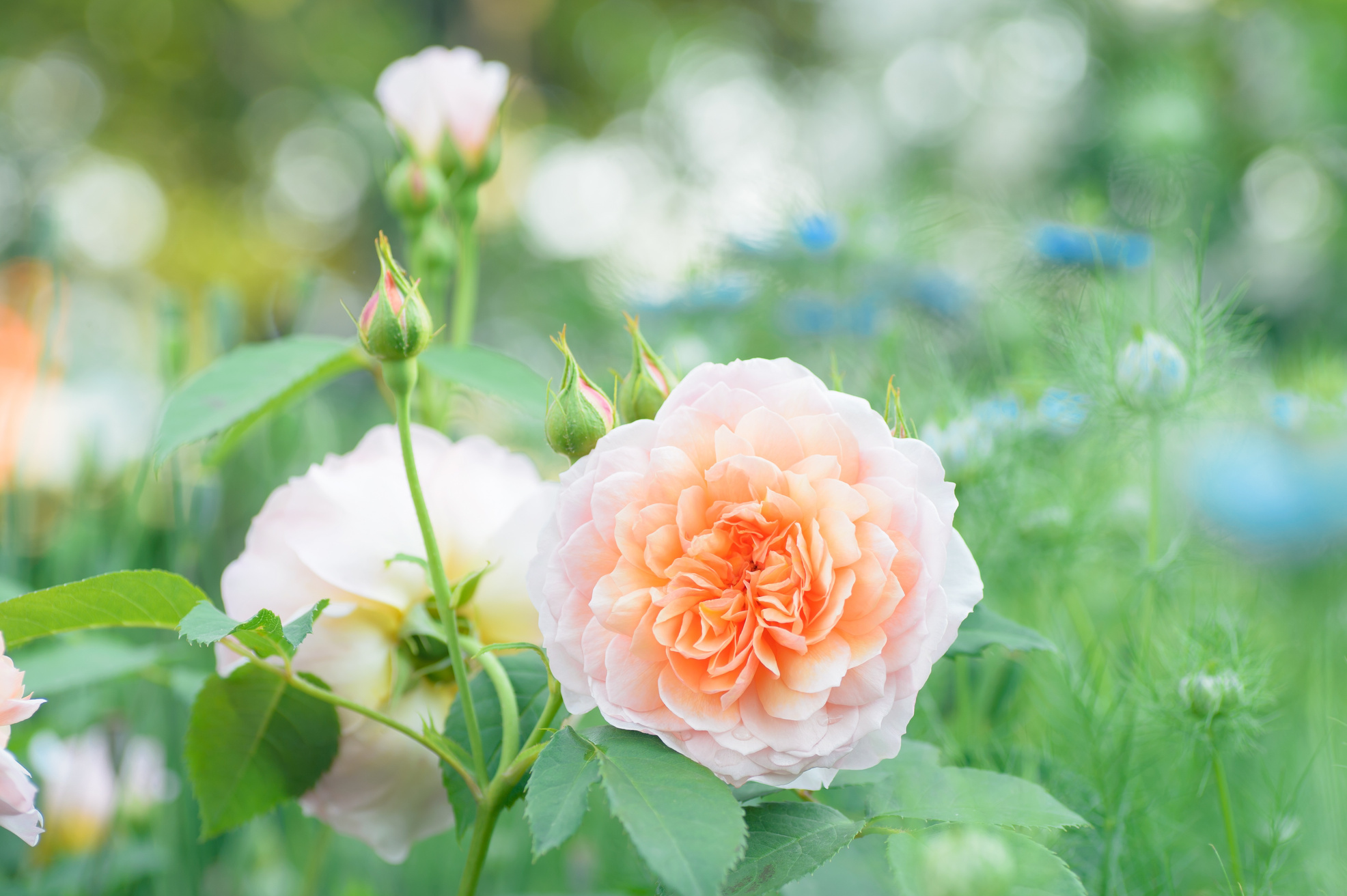 Rose Flowers in the Garden